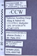 Etiketten zu Pseudanostirus altaicus (Eschscholtz, 1829) (NHMW-ZOO-COL-0007799)